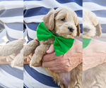 Small #2 Goldendoodle (Miniature)