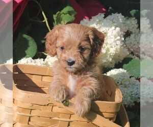 Cavapoo Puppy for sale in THORP, WI, USA