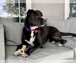 Small #2 Labrador Retriever Mix