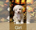 Puppy Mashed Potato Poodle (Toy)-Schnoodle (Miniature) Mix