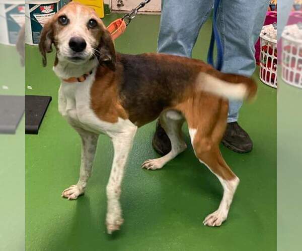 Medium Photo #6 Mutt Puppy For Sale in Rustburg, VA, USA