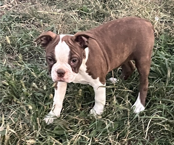 Medium Photo #6 Boston Terrier Puppy For Sale in KALONA, IA, USA