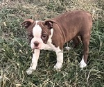 Puppy Piper Boston Terrier