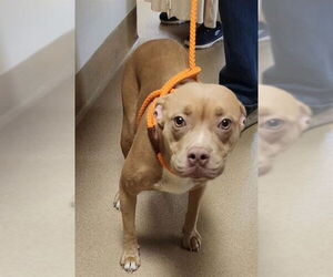 American Pit Bull Terrier Dogs for adoption in Decatur, IL, USA