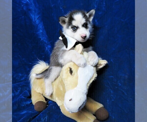 Medium Photo #9 Siberian Husky Puppy For Sale in GROVESPRING, MO, USA