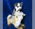Small Photo #9 Siberian Husky Puppy For Sale in GROVESPRING, MO, USA