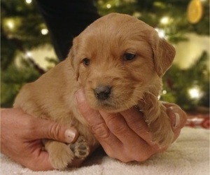 Golden Retriever Puppy for sale in MOUNT SOLON, VA, USA
