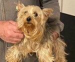 Small Photo #1 Yorkshire Terrier Puppy For Sale in LAMAR, CO, USA