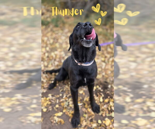 Medium Photo #1 Labrador Retriever-Unknown Mix Puppy For Sale in Monte Vista, CO, USA