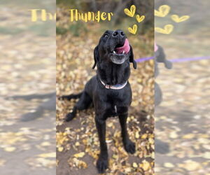 Medium Labrador Retriever Mix