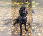 Small Labrador Retriever Mix