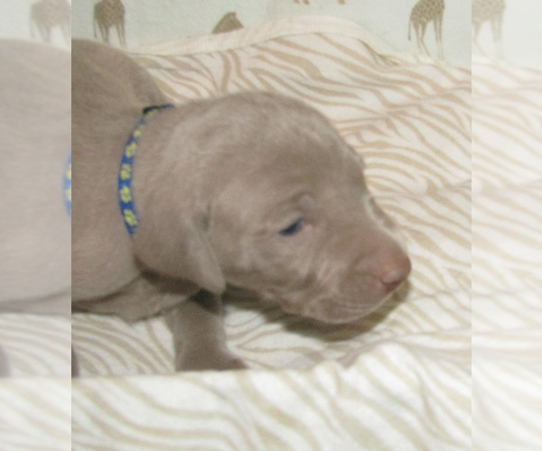 Medium Photo #6 Weimaraner Puppy For Sale in LAS ANIMAS, CO, USA