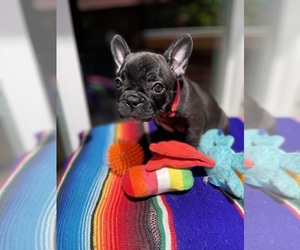 Medium Faux Frenchbo Bulldog