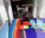 Puppy Jade Faux Frenchbo Bulldog