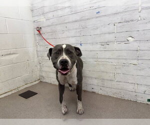 Mutt Dogs for adoption in San Bernardino, CA, USA