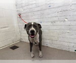 WINSTON - Male Mutt Dog for Adoption - Small photo