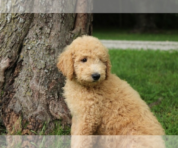 Medium Photo #8 Goldendoodle Puppy For Sale in FAIR GROVE, MO, USA