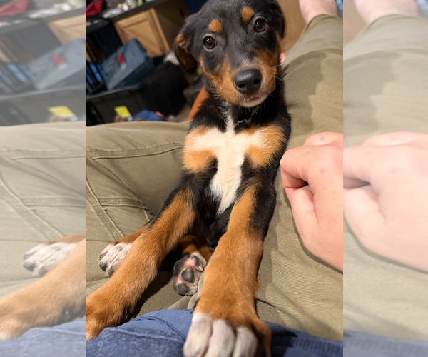Medium Photo #10 Doberman Pinscher-Unknown Mix Puppy For Sale in Buffalo, MN, USA