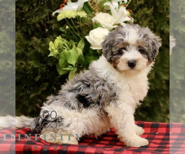 Medium Photo #1 Bernedoodle (Miniature) Puppy For Sale in LEOLA, PA, USA