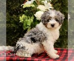 Small Bernedoodle (Miniature)