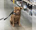 Small #9 Labrador Retriever Mix