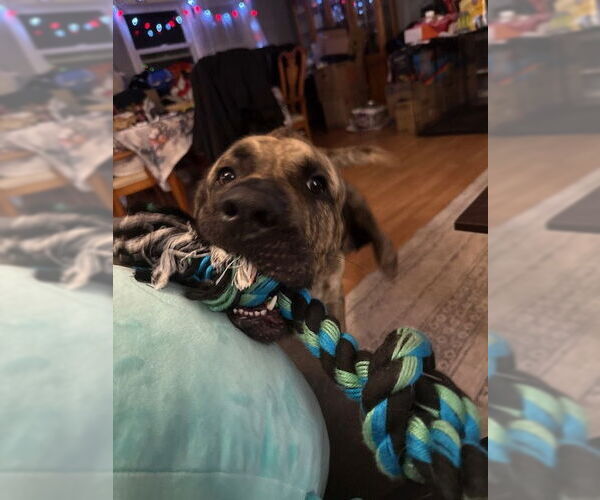 Medium Photo #9 Mastiff-Unknown Mix Puppy For Sale in Rockaway, NJ, USA