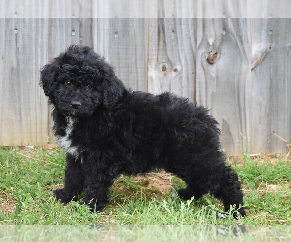 Full screen Photo #1 Aussiedoodle Puppy For Sale in NEW MARKET, TN, USA