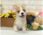Small Photo #9 Pembroke Welsh Corgi Puppy For Sale in BEVERLY HILLS, CA, USA