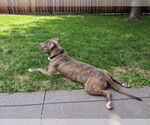 Small #4 Bullypit