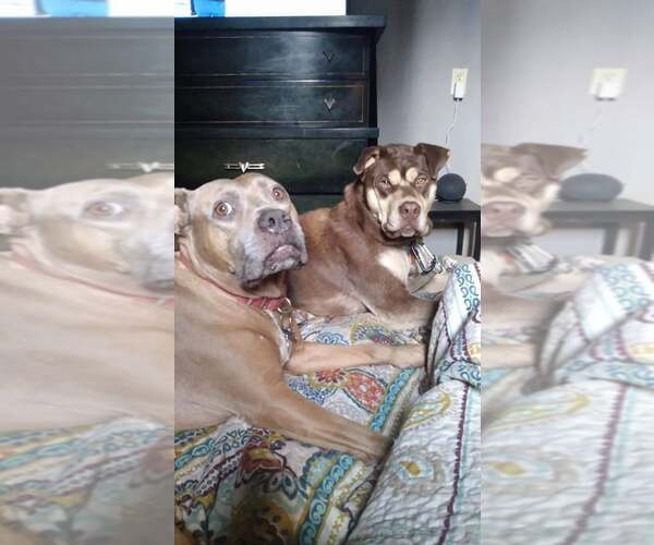 Medium Photo #4 Huskies -Staffordshire Bull Terrier Mix Puppy For Sale in Bellevue, WA, USA