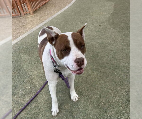 Medium Photo #1 Mutt Puppy For Sale in Las Vegas, NV, USA