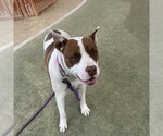 *LESLIE - Female Mutt Dog for Adoption - Small photo