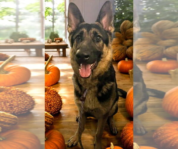 Medium Photo #1 German Shepherd Dog Puppy For Sale in LOGANVILLE, GA, USA