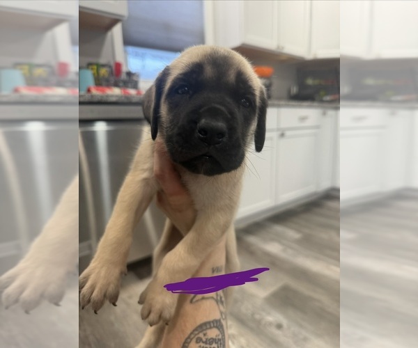 Medium Photo #11 Mastiff Puppy For Sale in CHESTERTON, IN, USA