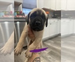 Small #10 Mastiff