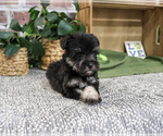Small #4 Schnauzer (Miniature)
