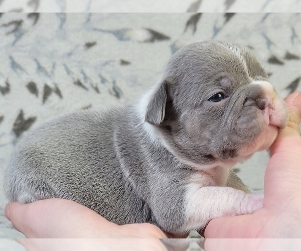 Medium Photo #2 French Bulldog Puppy For Sale in CLINTON, NJ, USA