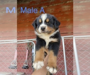 Australian Shepherd Puppy for sale in SAINT MATTHEWS, SC, USA
