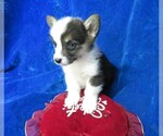 Small Photo #4 Pembroke Welsh Corgi Puppy For Sale in GROVESPRING, MO, USA