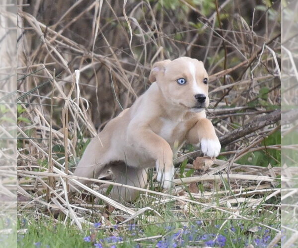 Medium Photo #2 Aussiedor Puppy For Sale in Mechanicsburg, PA, USA