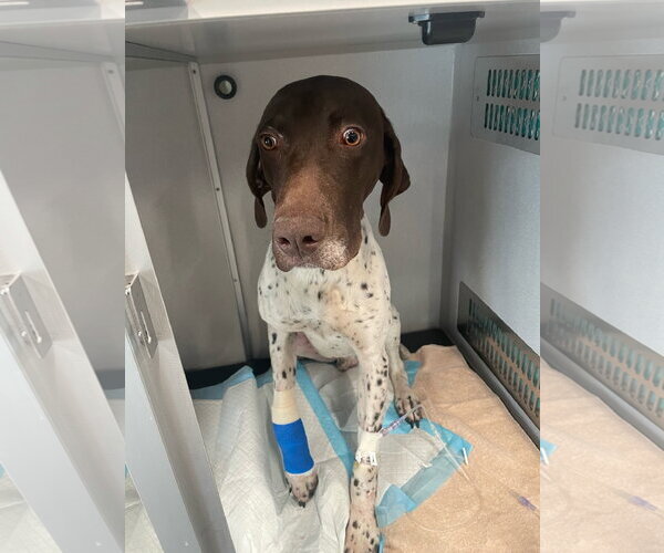 Medium Photo #3 German Shorthaired Pointer Puppy For Sale in Fort Worth, TX, USA