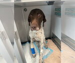 Small #2 German Shorthaired Pointer