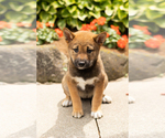 Small Photo #15 Shiba Inu Puppy For Sale in MILLERSBURG, IN, USA
