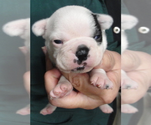 Boston Terrier Puppy for sale in CRKD RVR RNCH, OR, USA