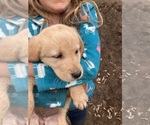 Small Photo #11 Labrador Retriever-Maremma Sheepdog Mix Puppy For Sale in PLAINWELL, MI, USA