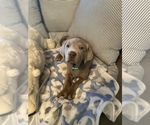 Small Photo #3 Labrador Retriever Puppy For Sale in ELMA, WA, USA