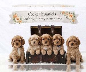 Cocker Spaniel Litter for sale in LOYAL, WI, USA