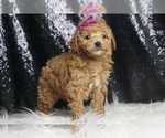Small #4 Poodle (Toy)