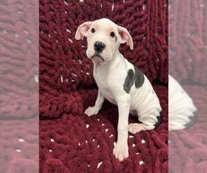 Mutt Dogs for adoption in Westminster, MD, USA