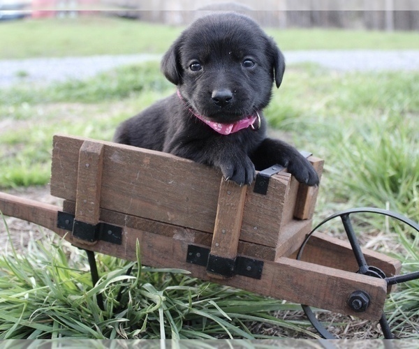 Medium Photo #1 Labrador Retriever Puppy For Sale in RUTHERFORDTON, NC, USA